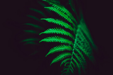 Beautiful green fern leaves in the darkness of a summer night. The rainforest. Floral background. 