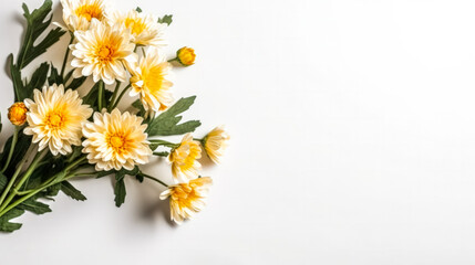 Fototapeta na wymiar yellow chrysanthemums against a pristine white background