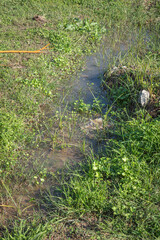 small puddle among the grass