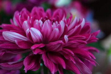 Purple Dahlia blooming. Big Autumn flowers. Fresh pink Dahlia flower head. Beautiful pink Chrysanthemum flowers in full bloom. Dahlia Flower purple with white edges. Valentine's day