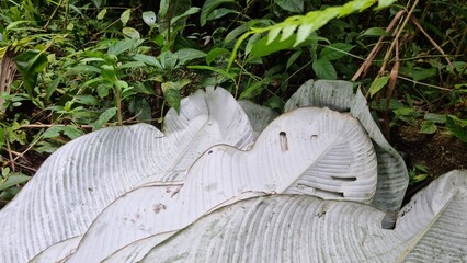Grupo de Hojas de tamal para venta en el mercado local.