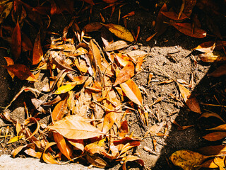 Dry autumn leaves on the ground