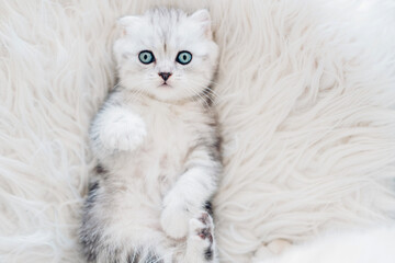 Top view of a fluffy white kitten lying on its back on a white fur and looking at the camera in...