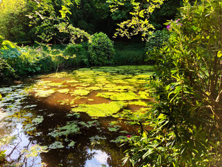 Mossy Pond