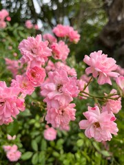 pink flowers