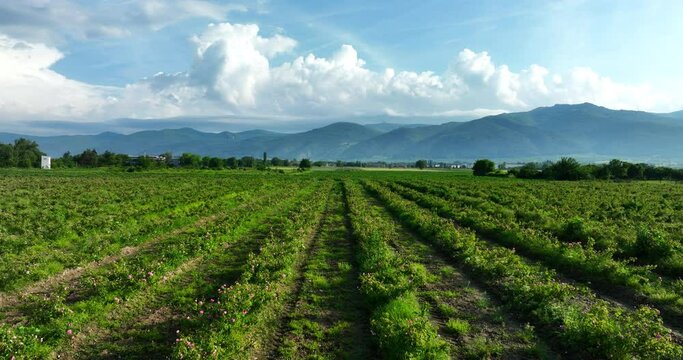 Field raws of blooming bulgarian oil bearing rose damascena, blue sky with clouds and mountain landscape, aerial view sunrise video
