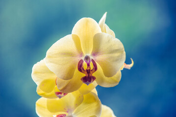 Fototapeta na wymiar yellow Orchid branch on green natural background 