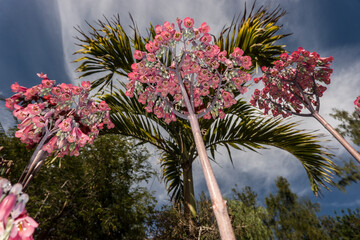 Kalanchoe daigremontiana im botanischen Garten