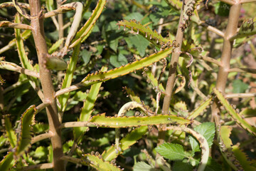 Kalanchoe daigremontiana im botanischen Garten