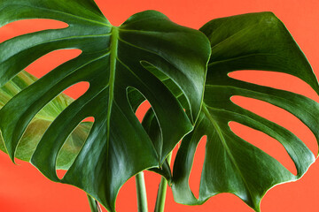 Monstera deliciosa on colored coral or orange background. Green leaves of tropical plant.