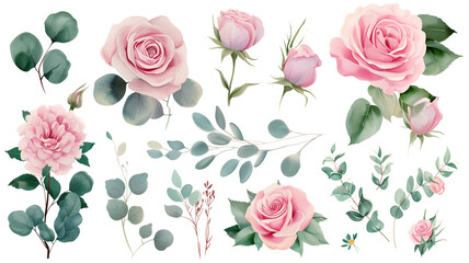 Watercolor elements pink roses, flowers, leaves, eucalyptus, branches set, isolated on transparent background