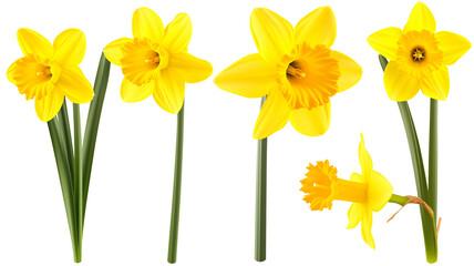set of beautiful yellow daffodil flowers, isolated over a transparent background - obrazy, fototapety, plakaty
