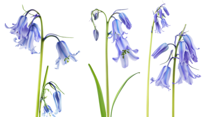 Wild flowers set isolated on a transparent background