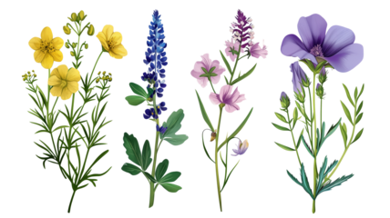 Wild flowers set isolated on a transparent background