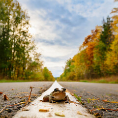 Ein Frosch sitzt mitten auf einer geraden Landstraße im Herbst - obrazy, fototapety, plakaty