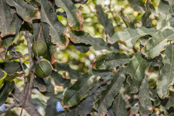 Feigenbaum (Ficus reticulata, Syn. Ficus sarmentosa)