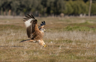 Red kite landing on the ground