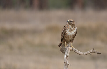 Common buzzard on the trunk	