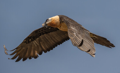 bearded vulture in flight over the pyrenees mountains	