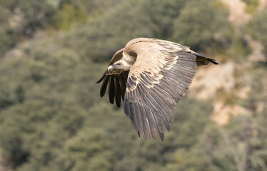 The grifon vulture flying over the gorge	