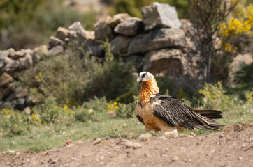 bearded vulture in the pyrenees mountains	