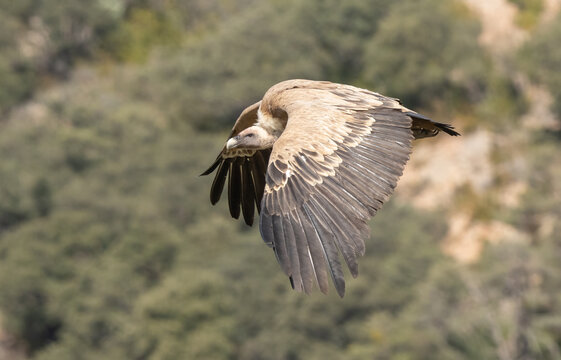 The grifon vulture flying over the gorge	