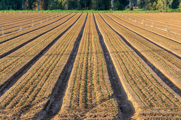 Agricultural Topography: Onion Crop Landscape.