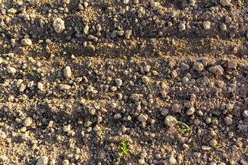 Green Rebirth: Sprout Texture in an Open Field.