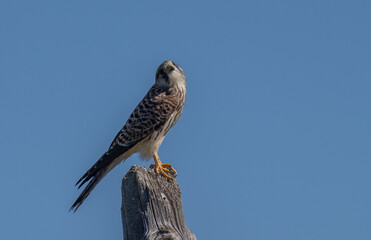 Common kestrel perched on a trunk	