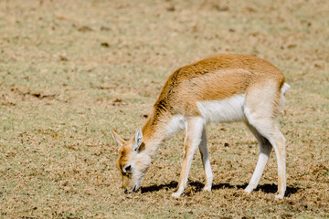 Thomson's gazelle (Eudorcas thomsonii) walking.