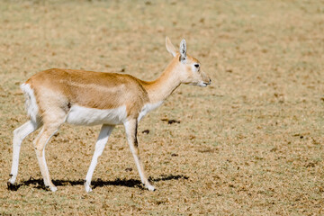 Thomson's gazelle (Eudorcas thomsonii) walking.