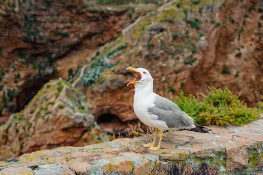 Seagull vocalizing on a rugged cliffside