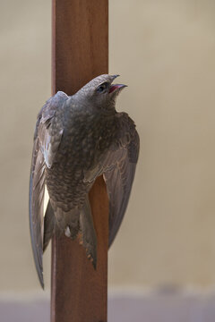 Swift bird resting on a beam with open mouth