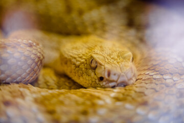 Portrait of albino diamondback rattlesnake (crotalus atrox).