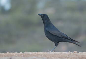 Carrion Crow on the ground at sunrise	
