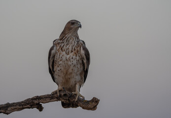 The majestic Bonelli´s eagle perched on a trunk