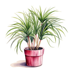 Watercolor plant Cyperus in a pot isolated on a white background