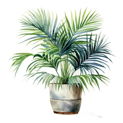 Watercolor plant Kentia Palm in a pot isolated on a white background