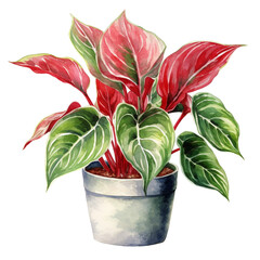 Watercolor plant Red Aglaonema in a pot isolated on a white background