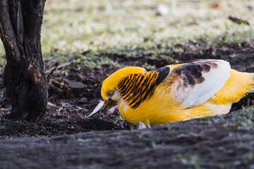 Golden pheasant (Chrysolophus pictus) eating among the ground.