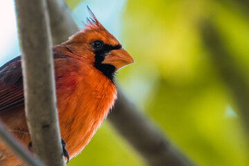 Northern cardinal (Cardinalis cardinalis) searching for food.