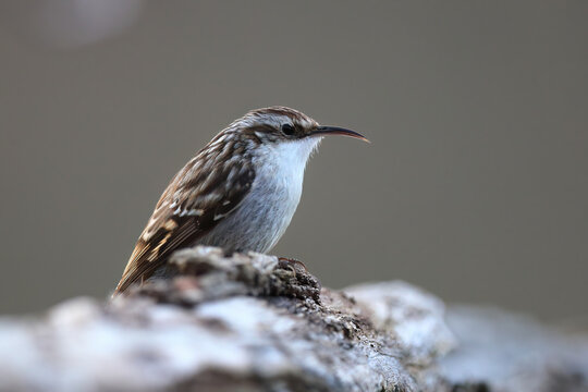 A treecreeper bird perches on textured bark its sharp beak pointing upwards