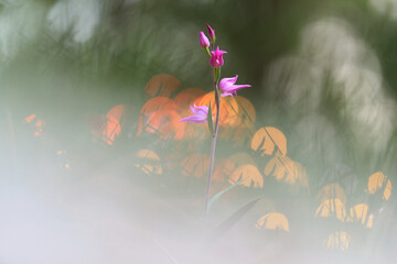 Rare orchidea 'Seal of our Lady' flowers in purple and pink hues with a hazy, orange bokeh background