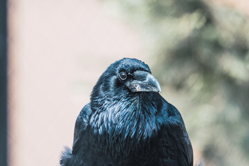 Portrait of a common crow (corvus corax) perched on a tree branch.