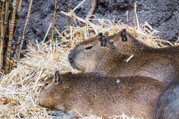 South American capybara (Hydrochoerus hydrochaeris) sunbathing.
