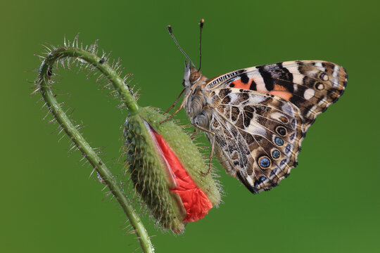 Close up of a Vanessa cardui butterfly showcasing detailed wing patterns, resting on a green bud with a vivid red petal against a green background