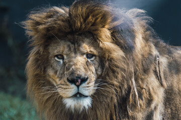Portrait of African lion (Panthera leo) face detail.
