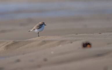 Kentish plover in the wild mediterranean beach	