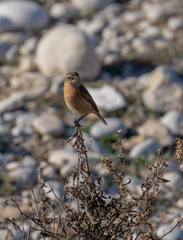 the female european stonechat on the branch	