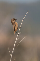 female stonechat on the branch	